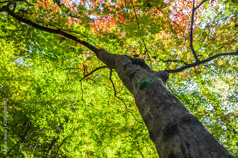 Fototapeta premium Colorful maple against the sky