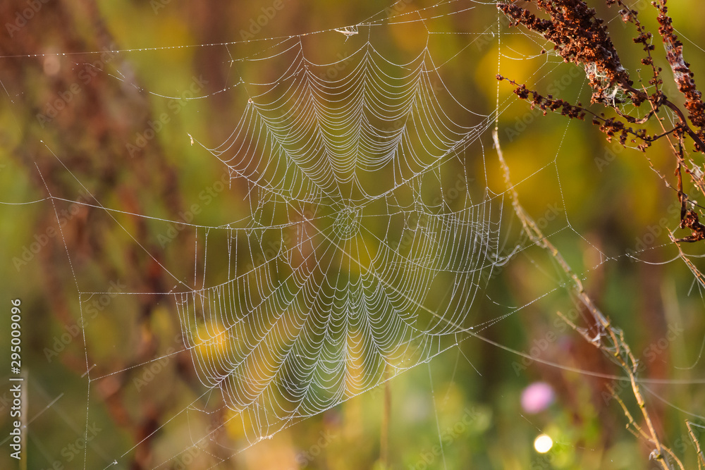 Closeup of a spider web with morning dew