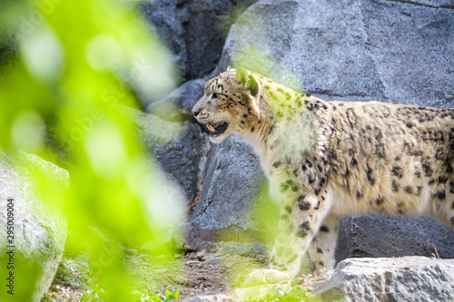 Closeup of a snow leopard walking between rocks