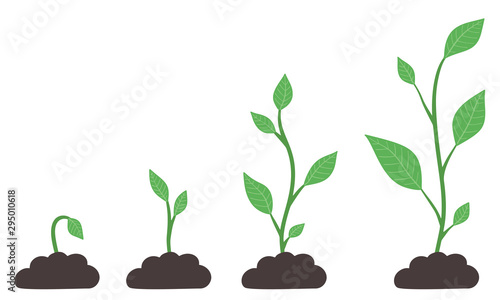 Phases of plant growing. Evolution from seed to big bush. Green sprout in ground. Seedling agriculture. Vector image.