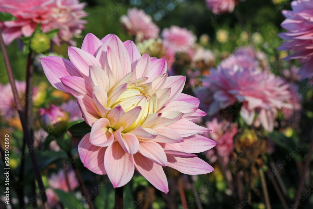 Pink Dahlia flower Pink Dahlia flower