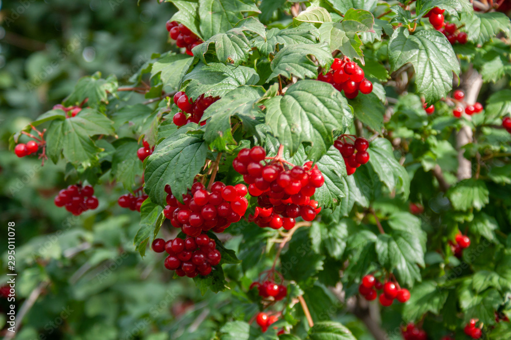 Bouquet of red viburnum berries on a branch with leaves close-up Bouquet of red viburnum berries on a branch with leaves close-up