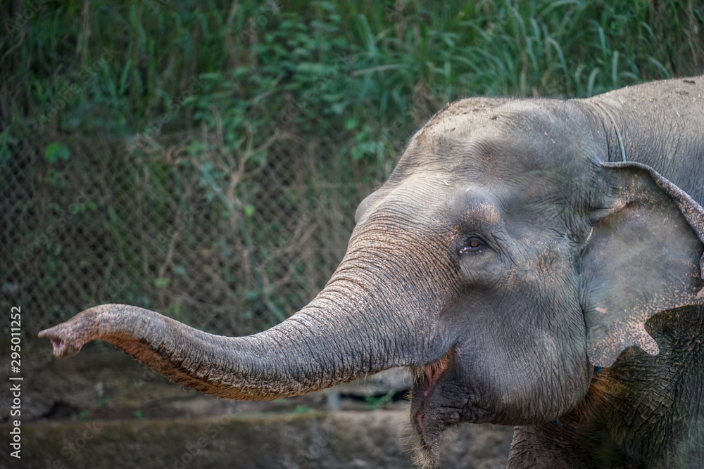 Obraz premium An elephants are enjoying their day together. In Indonesia, elephants are found on the island of Sumatra. Elephants in Indonesia are included in the type of Asian elephant