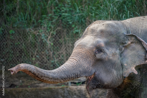 An elephants are enjoying their day together. In Indonesia  elephants are found on the island of Sumatra. Elephants in Indonesia are included in the type of Asian elephant