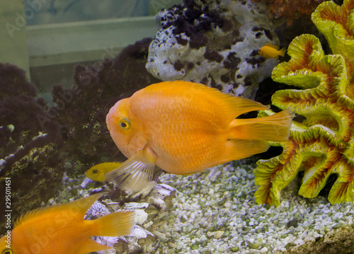 Fototapeta Naklejka Na Ścianę i Meble -  Colorful bright fish in the aquarium
