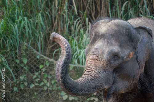 Photography An elephants are enjoying their day together