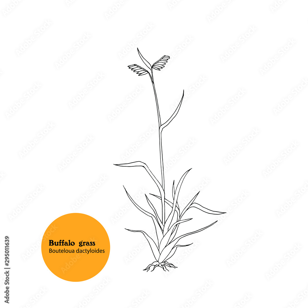 Hand drawn illustration of plant Buffalo grass, Bouteloua dactyloides. - obrazy, fototapety, plakaty 