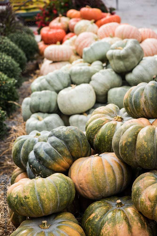Pumpkins at the farmers market during the Halloween Holidays, USA Pumpkins at the farmers market during the Halloween Holidays, USA