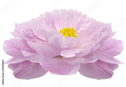 light pink Peony flower on a white isolated background with clipping path. Nature. Closeup no shadows. Garden flower.