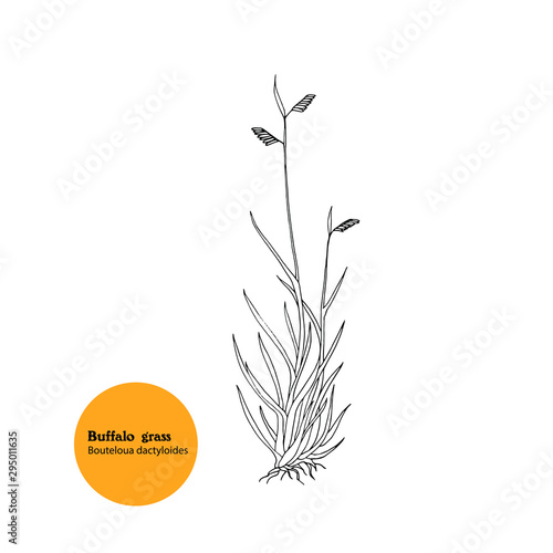 Hand drawn illustration of prairie plant  Buffalo grass, Bouteloua dactyloides.
