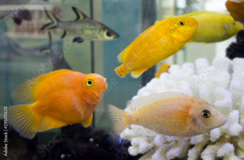 Colorful bright fish in the aquarium © Александра Туркина