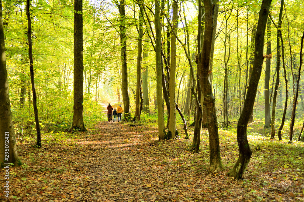 Trail winding through an automnal colored forest. Walkers in the woods, autumn. Three