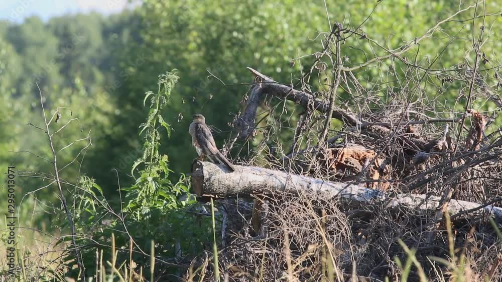 Bird Eurasian Sparrowhawk or Northern Sparrowhawk (Accipiter nisus) sits on a dry tree trunk Bird Eurasian Sparrowhawk or Northern Sparrowhawk (Accipiter nisus) sits on a dry tree trunk