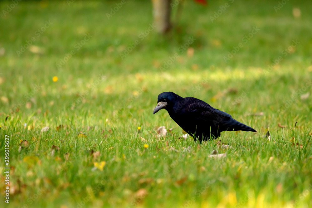 Crow fall in search of food on the lawns in a city park.