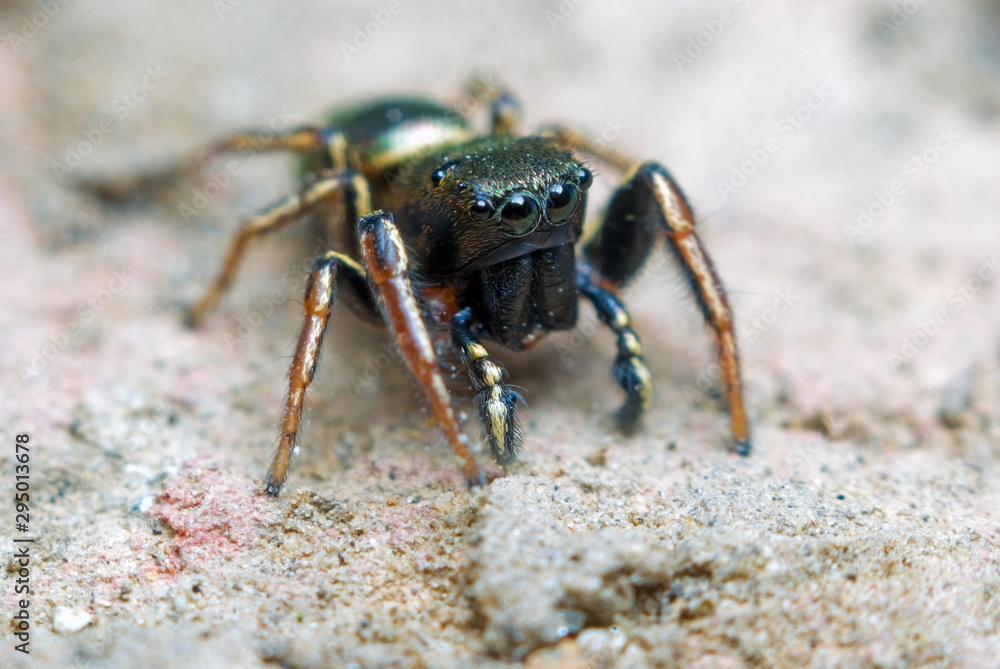 Jumping spider on bright background in nature Jumping spider on bright background in nature