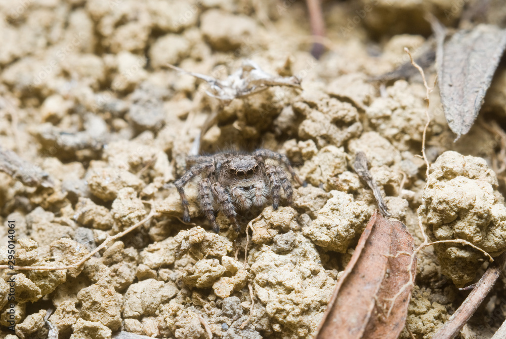 Jumping spider on bright background in nature Jumping spider on bright background in nature