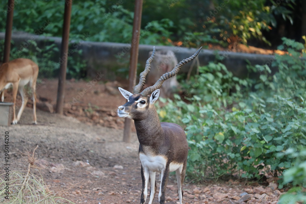 .Male Black Buck, Antelope cervicapra.(Indian Antelope) .Male Black Buck, Antelope cervicapra.(Indian Antelope)