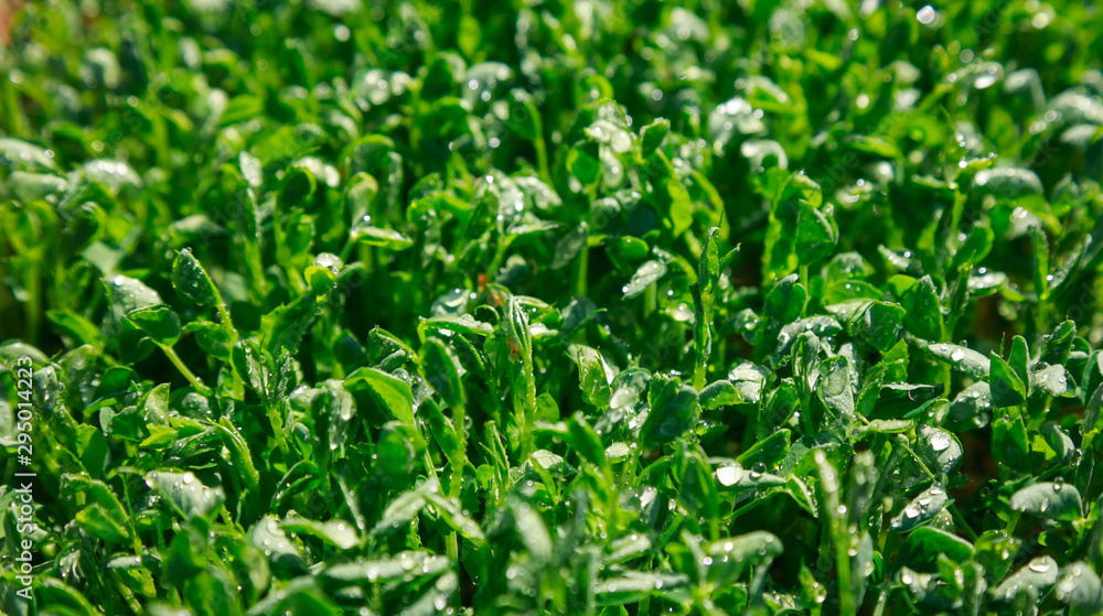 Fresh pea shoots for salad. Solar illumination Fresh pea shoots for salad. Solar illumination