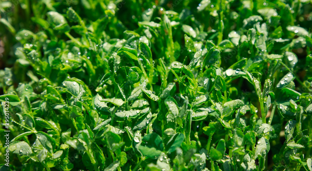 Fresh pea shoots for salad. Solar illumination Fresh pea shoots for salad. Solar illumination
