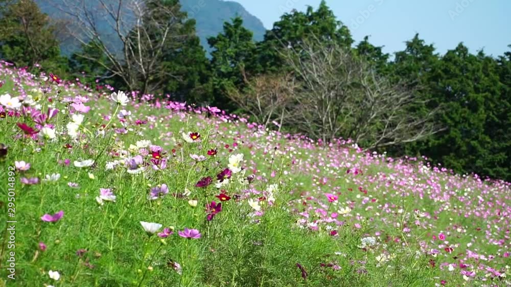 長崎県諫早市の白木峰高原に咲くコスモス