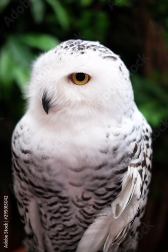 Female Snowy owl or Bubo scandiacus. 