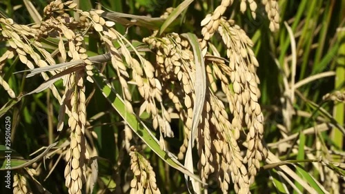 日本の米畑つまり田んぼの稲