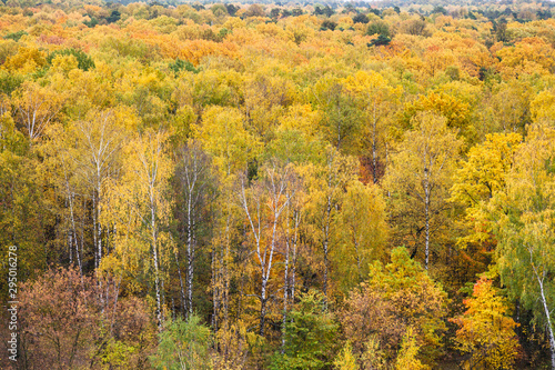 yellow birch grove in colorful forest in autumn