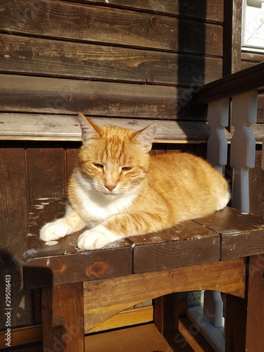 cat with eyes