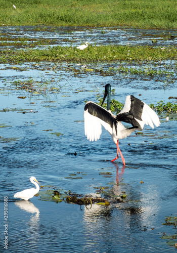 Jabiru bird with wings spread and white bird in the water photo