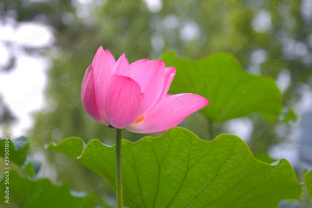 Beautiful pink waterlily or lotus flower with green leaf in pond.