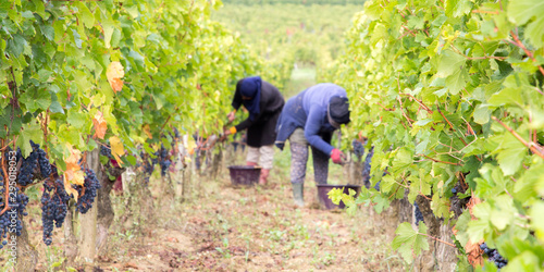 blurred harvester cutting bunch of grapes in vineyard rows in web banner template header