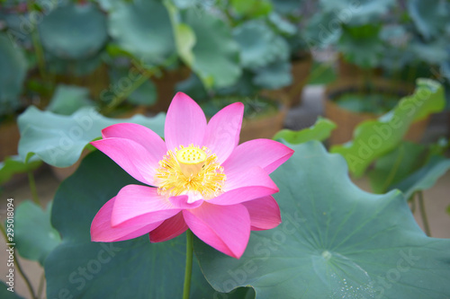 Beautiful pink waterlily or lotus flower with yellow pollen in pond