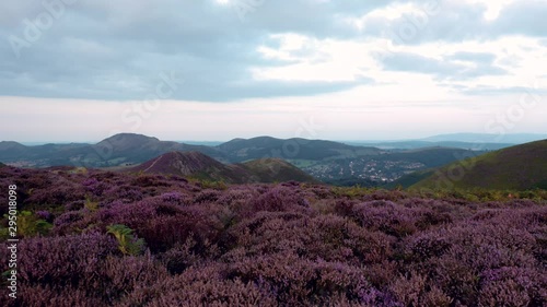 Drone Shoot over Blossom Heather Upland
