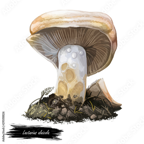 Lactarius alnicola or golden milkcap mushroom closeup digital art illustration. Boletus has creamy colored cap and body. Mushrooming season, plant of gathering plants growing in wood and forest photo