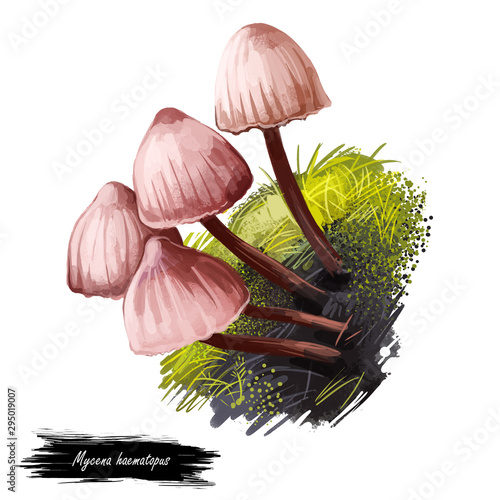 Mycena haematopus, bleeding fairy helmet or burgundydrop bonnet mushroom closeup digital art illustration. Boletus has thin stem and reddish white colored cap. Plants growing in woods and forests photo