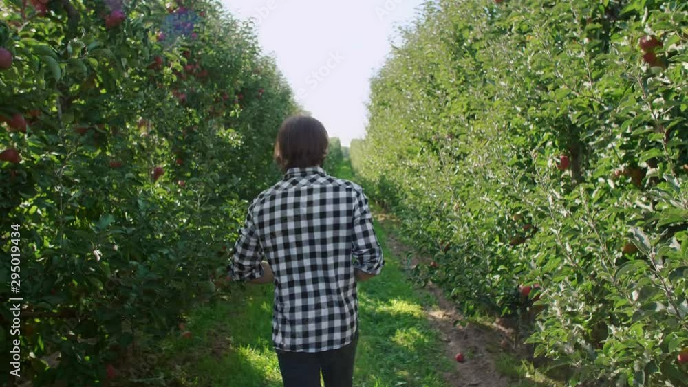 Rear view of men walking across apple orchard Rear view of men walking across apple orchard