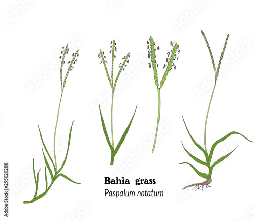 Set of illustrations of Bahia grass, Paspalum notatum, icons, hand drawing.
