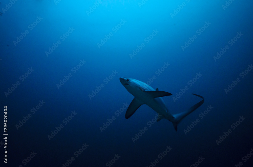 Fototapeta premium Thresher shark