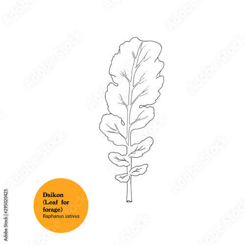 Illustration of Daikon leaf, Raphanus sativus forage plant. Icon, hand drawing.