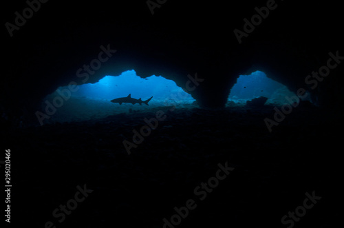 whitetip shark photo