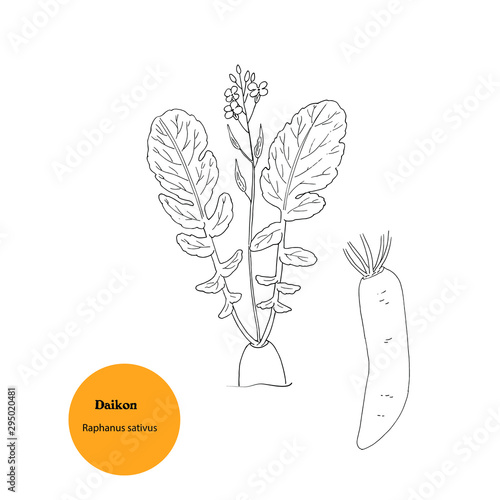 Black and white llustration of Daikon plant for forage, Raphanus sativus.