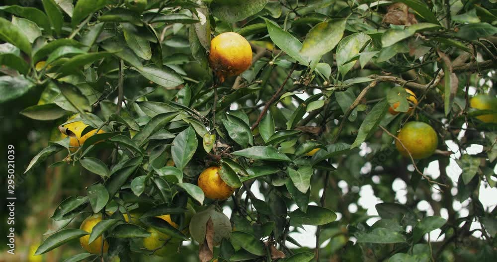 insect pests on orange farm Fruit flies lay their eggs on citrus fruits Anastrepha ludens larval crawling on orange agriculture prevent and control plant diseases and eliminate pests concept footage insect pests on orange farm Fruit flies lay their eggs on citrus fruits Anastrepha ludens larval crawling on orange agriculture prevent and control plant diseases and eliminate pests concept footage