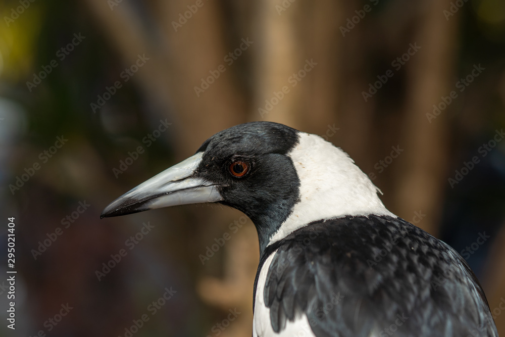 Fototapeta premium Australian Magpie