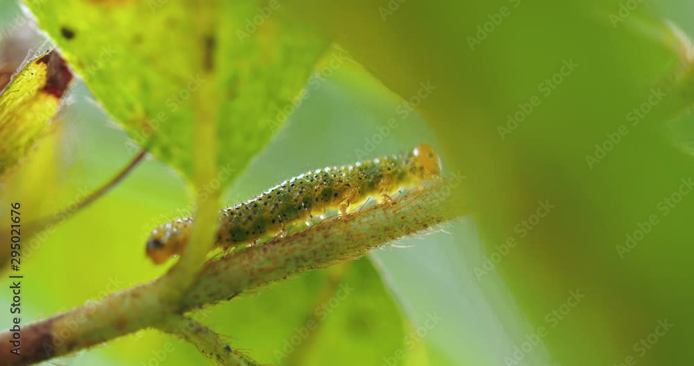 Close up of cute worms Leaf-eating caterpillars Pest crawling on the tree branch insect in the wild 4k footage Close up of cute worms Leaf-eating caterpillars Pest crawling on the tree branch insect in the wild 4k footage