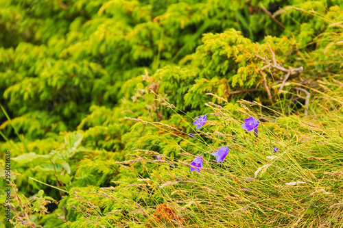 Beautiful delicate purple flowers on the slopes of the Carpathian mountains among juniper.