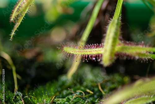 Carnivorous plant sundew. Selective focus. photo