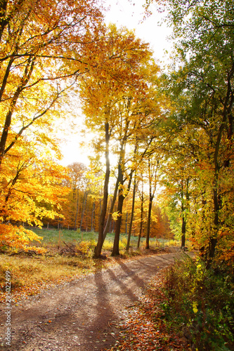Waldweg im Herbst mit farbigen Laubb  umen