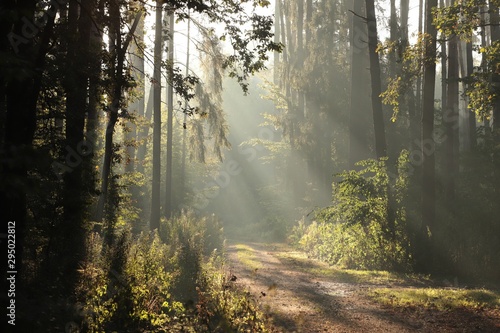 Path through the woods on a foggy autumn morning