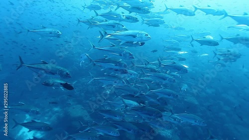 School of tuna fish of one species glisten in underwater marine life of sea creatures in Pacific Ocean on Galapagos Islands Group. Sea food tunny fish in fresh water.