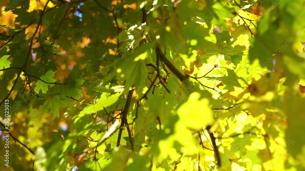 bright sunny autamn landscape with colorful green and yellow leaves against the blue sky. fall season concept bright sunny autamn landscape with colorful green and yellow leaves against the blue sky. fall season concept